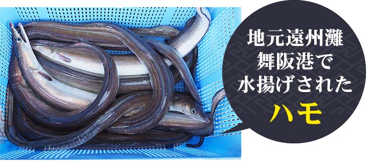 地元遠州灘舞阪港で水揚げされたハモ