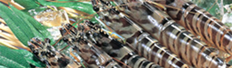 冷凍 国産車海老