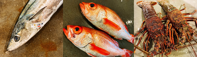 獲れたて「近海旬魚」