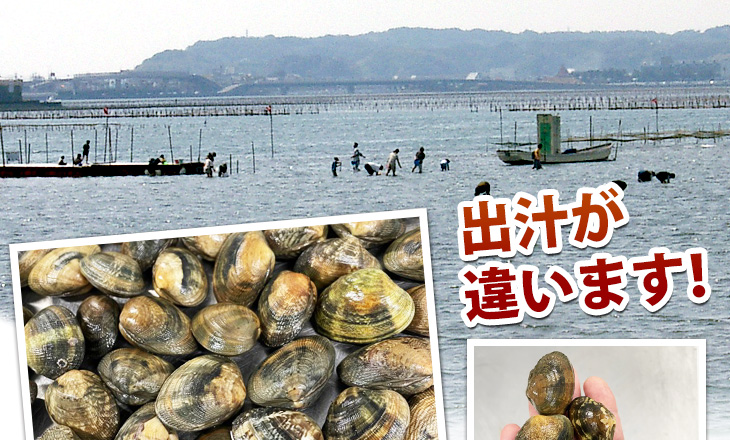 あさりの出汁が違います！旨味凝縮 浜名湖活あさり