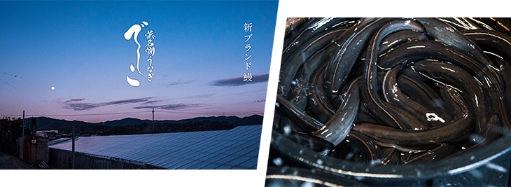 冷蔵浜名湖産新仔うなぎ白焼