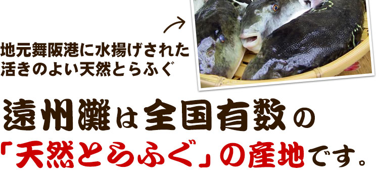 遠州灘は全国有数の「天然とらふぐ」の産地です