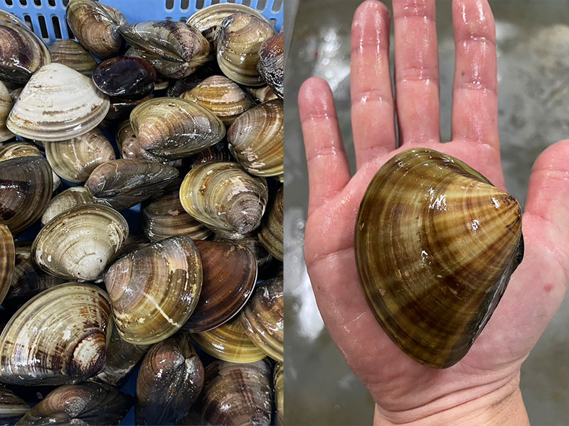 浜名湖産活ハマグリ