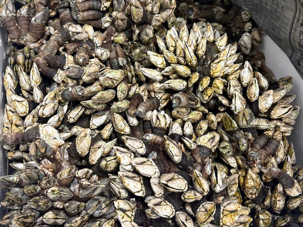 遠州灘産 カメノテ