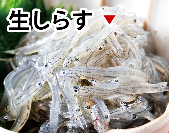 生しらす